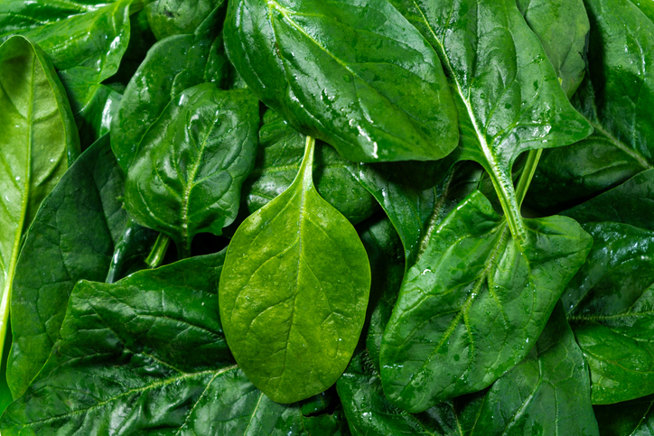 Fresh green spinach leaves with water drops